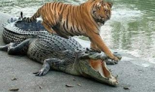 被老虎咬的女人照片 被老虎咬的女人照片