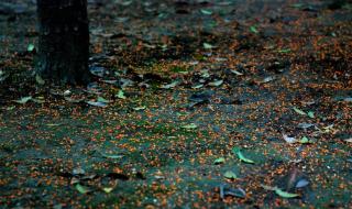 生命如花岁月如歌