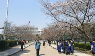 上海顾村公园门票