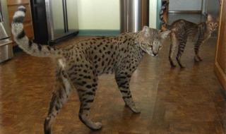 世界上最贵的狗 世界上最贵的狗