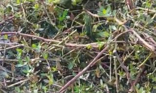 中国药酒配方大全 中国药酒配方大全