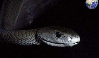 世界上最毒的蛇排名