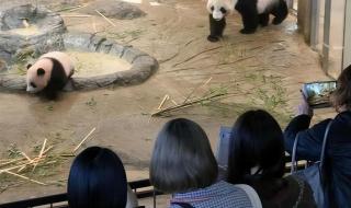 日本推迟送回大熊猫